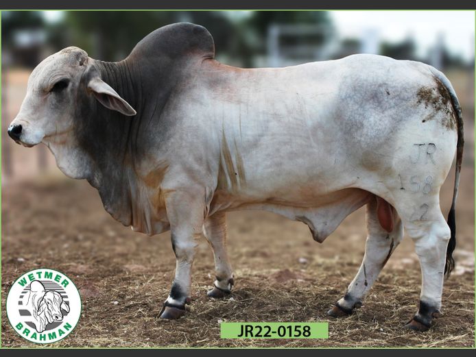 22-0158JR | WETMER BRAHMAN