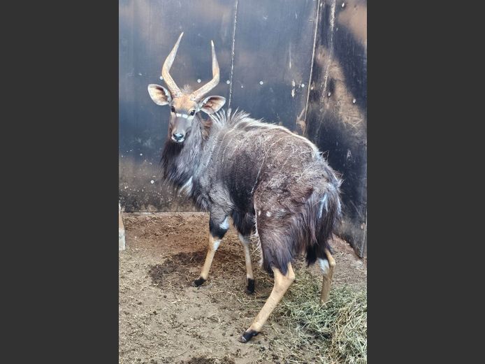 NYALA | NETKOR