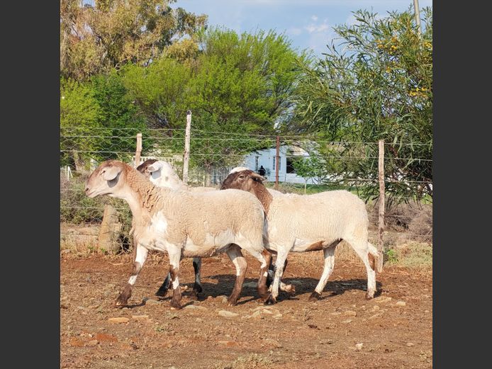 WS254509 | WILGERBOOM BOERDERY