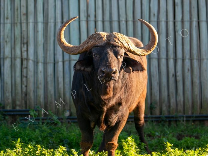 BUFFALO BULL (HARD BOSS) | SIGNATURE WILDLIFE