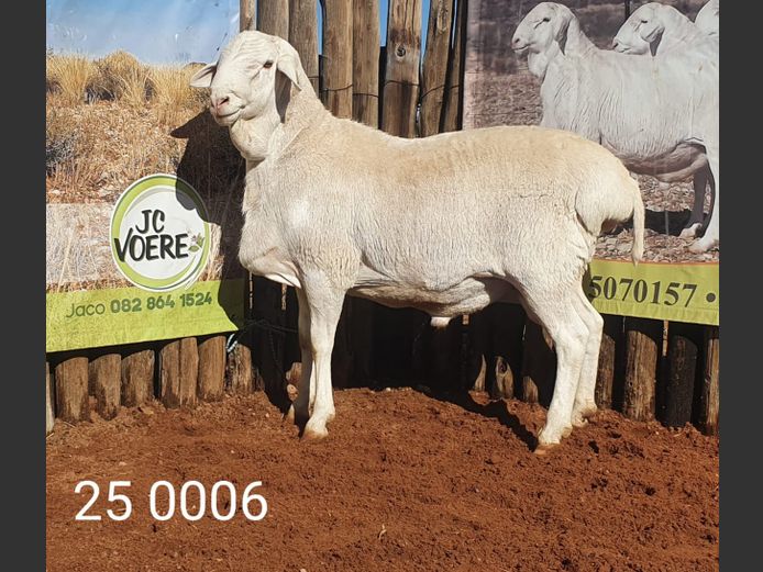 25 006 | Johan Stadler
