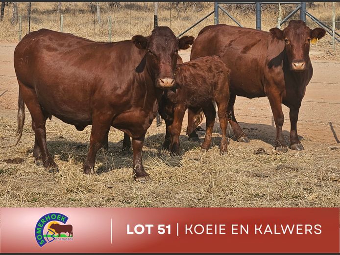 Commercial Animals | Somerhoek Bonsmaras