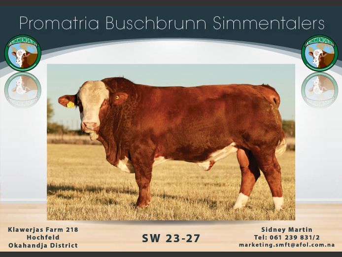SW2327 | PROMATRIA BUSCHBRUNN SIMMENTALER