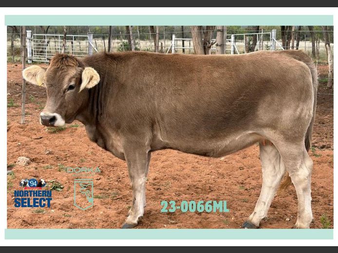 23-0066ML | DORKA BRAUNVIEH