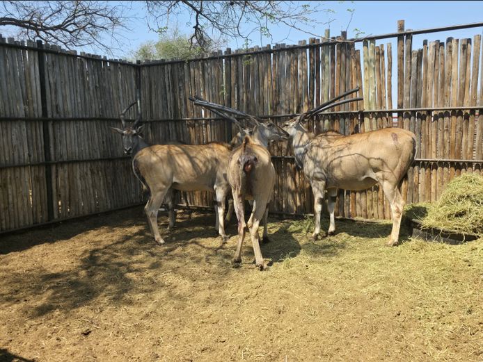 ELAND | HANNES MAREE