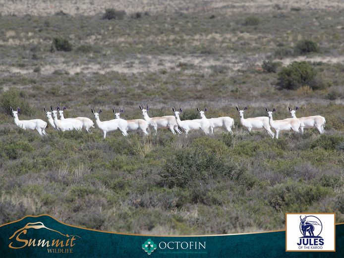 8"-10" WHITE SPRINGBOK EWES