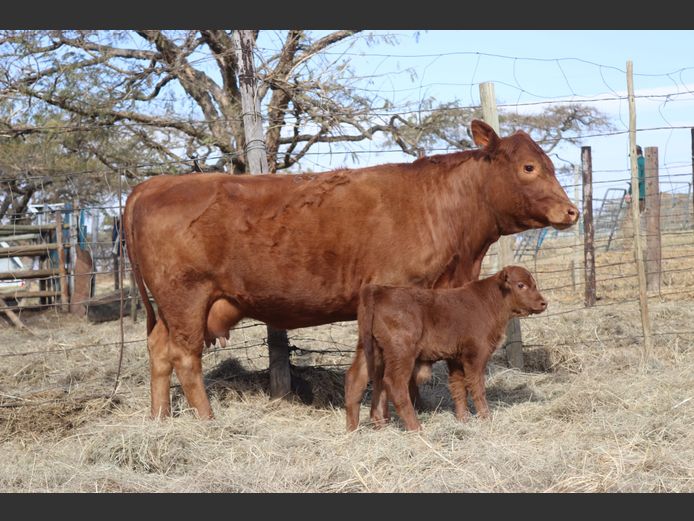 Pregnant Heifers