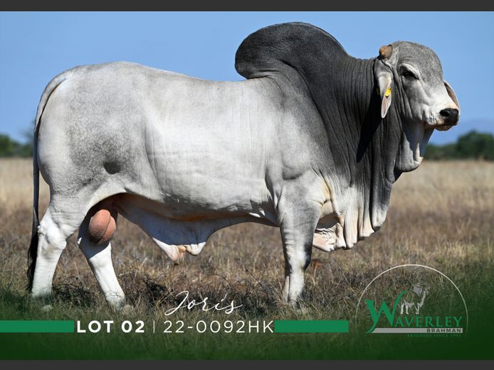22-0092HK | WAVERLEY BRAHMAN