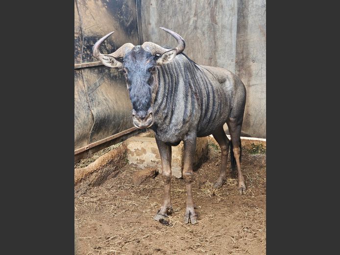 BLUE WILDEBEEST | BUFFELSPOORT