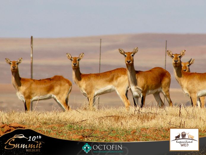 Lechwe Ewes running with 29 4/8" Wide Boy
