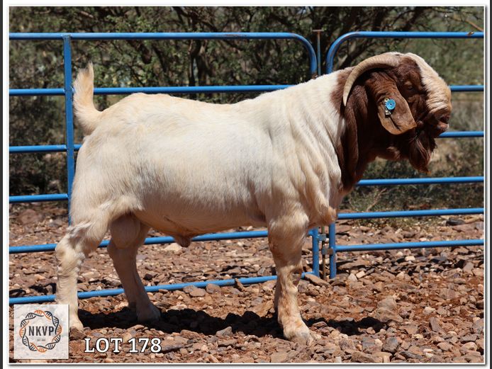 617 24 0169 | LOUIS VAN RENSBURG, H/A LEEUPUT TRUST