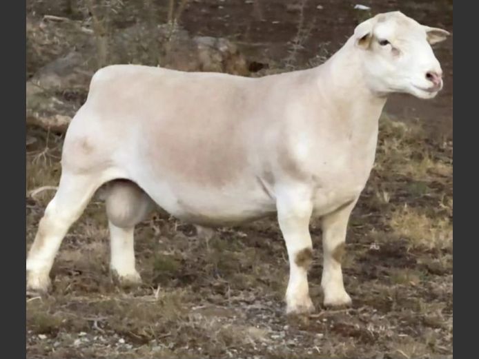 Ram | GJ Lötter