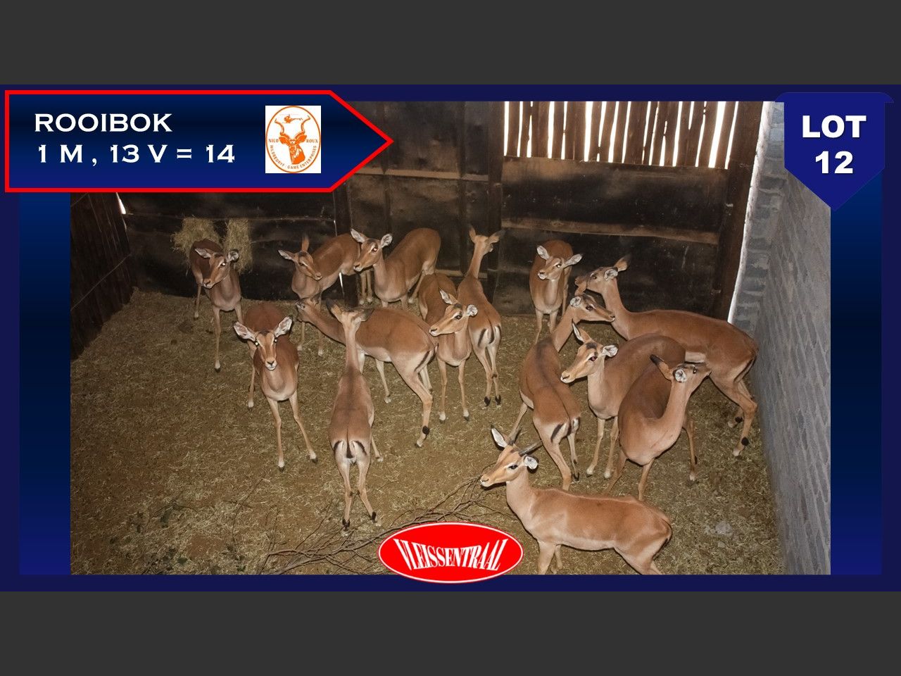 Lot 12 | NICO ROUX WILD VEILING | SwiftVEE | South Africa’s Leading ...