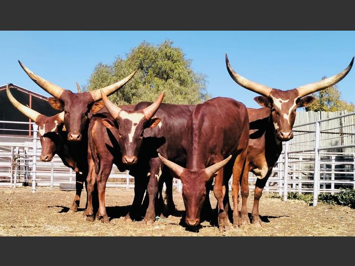 Ankole