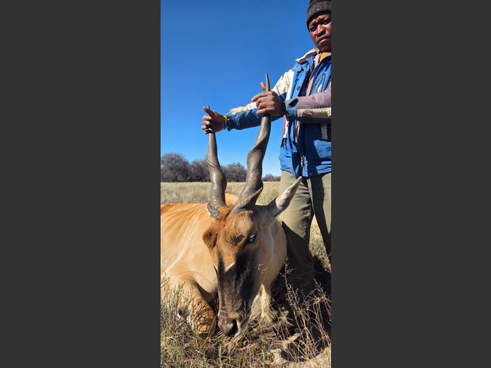 Livingston Eland Bul