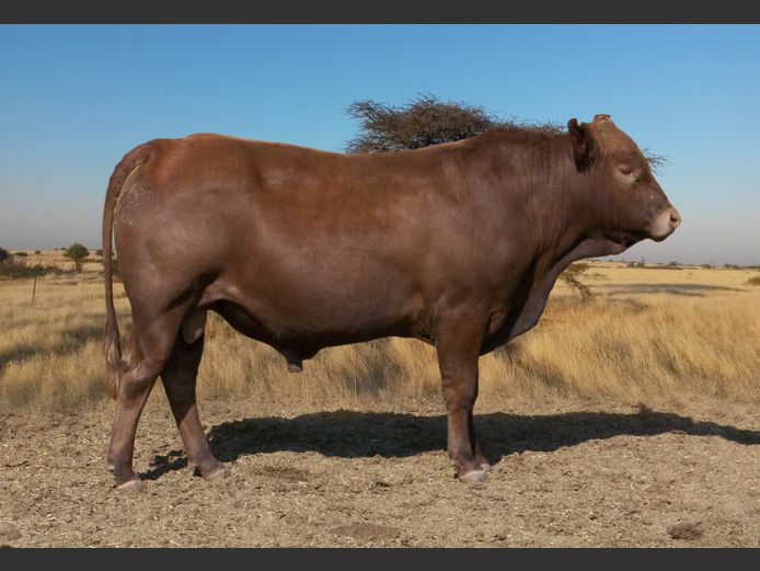 CHK240012 | A.J. KRIEL