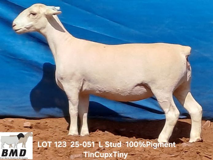 25-051 | BROER MARITZ DORPERS