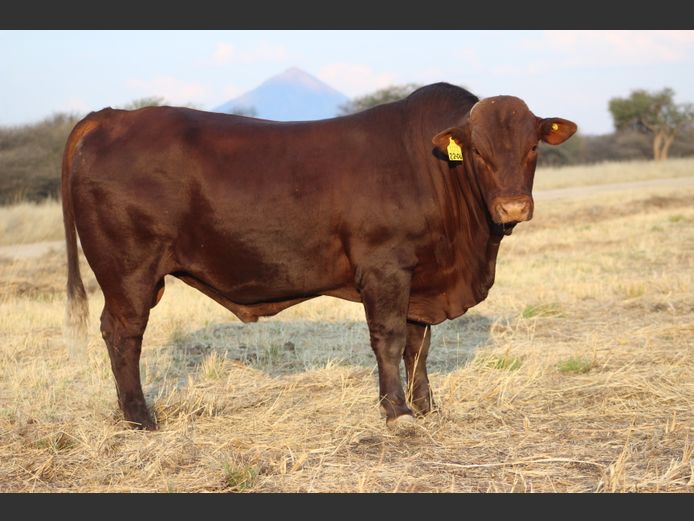 22-0004WOE | OBELIX SANTA GERTRUDIS