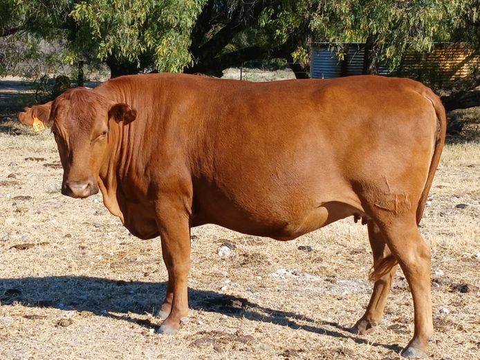 AB 210121 | CCR BEEF (PTY) LTD