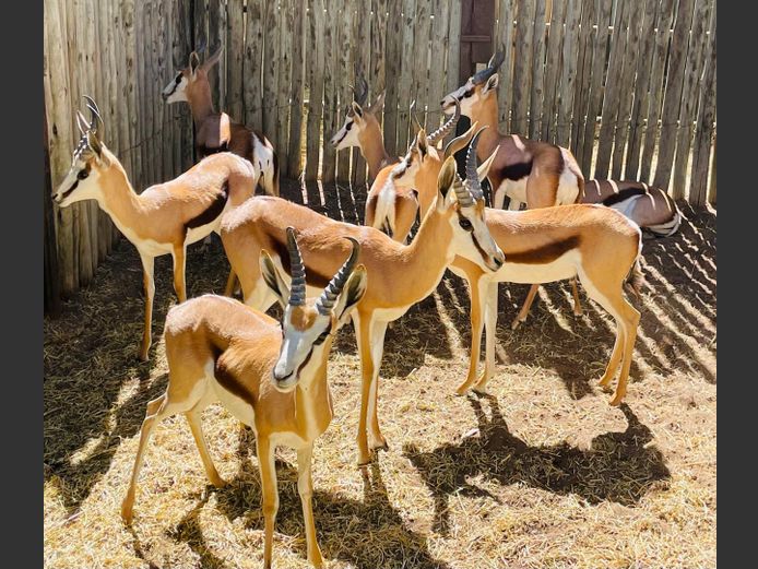 Springbok ramme