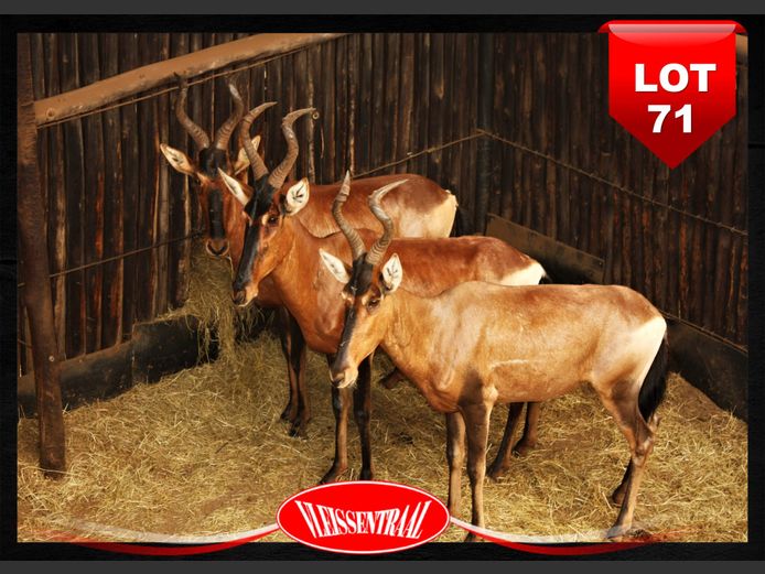 RED HARTEBEEST