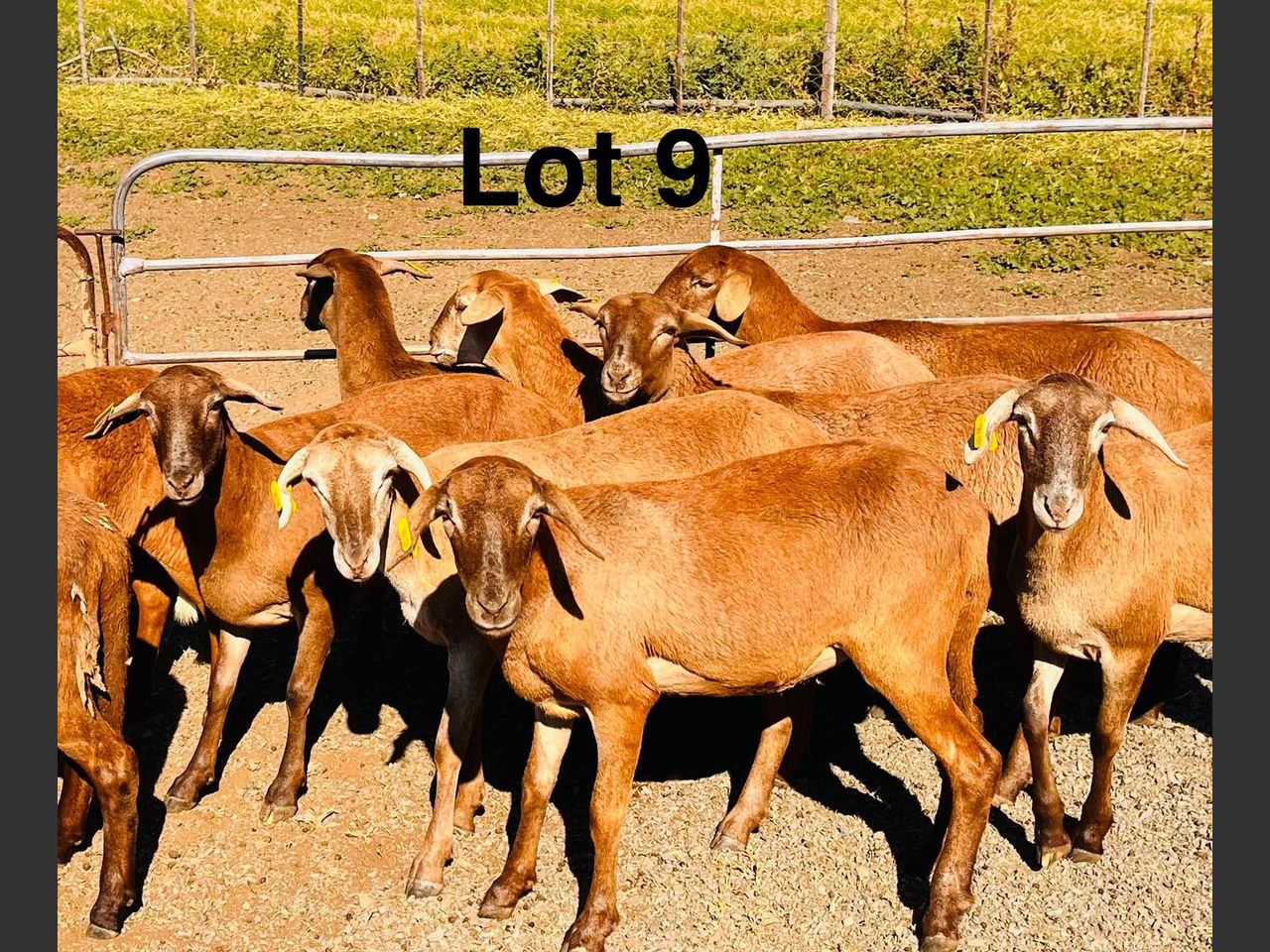 Lot 9 | SENTRAAL KAROO MEATMASTER PRODUKSIEVEILING | SwiftVEE ...