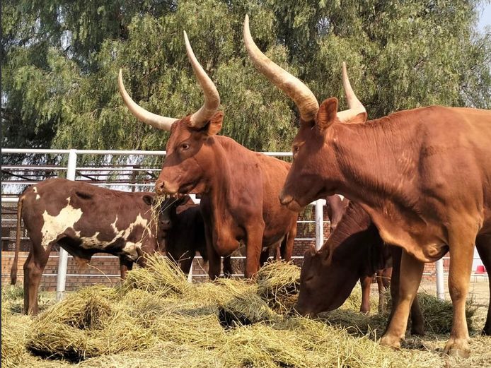 Ankole Koeie met Kallers 1 Vers & 1 Bul