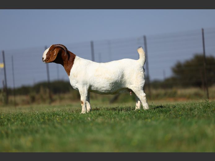 1828 230067 | Triangle Farms Boerbokstoet