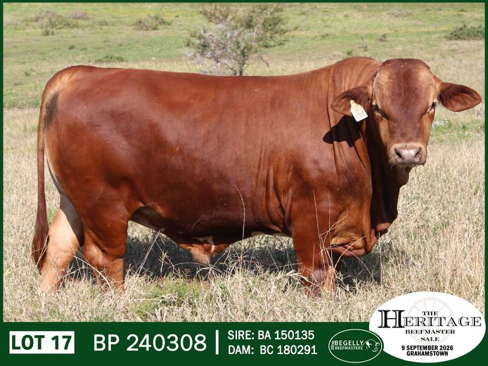 BP 240308 HH | BEGELLY BEEFMASTERS