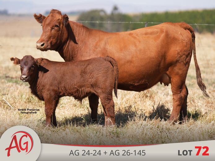 AG240024 | ARTHUR DE VILLIERS & SEUN