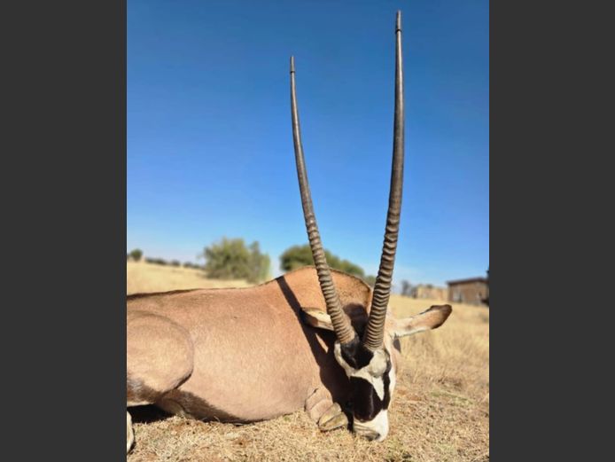 GEMSBOK | SCHALK VAN ZYL