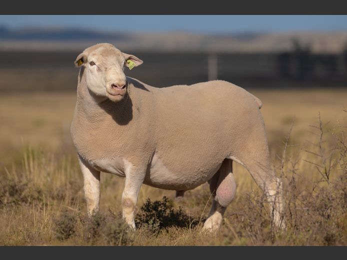 HE 240275 | EKSTEEN’S HATARI DORMER STUD