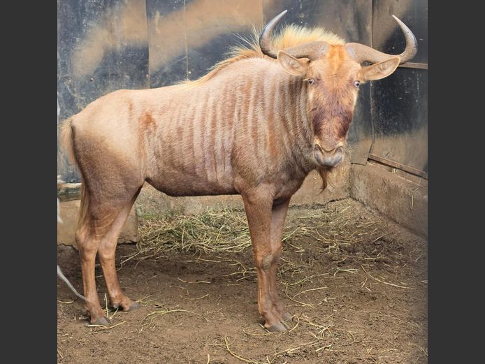 GOUE WILDEBEES | DRIEFONTEIN BOERDERY