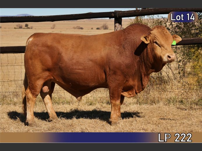 LP222 | MARATANA BOERDERY 