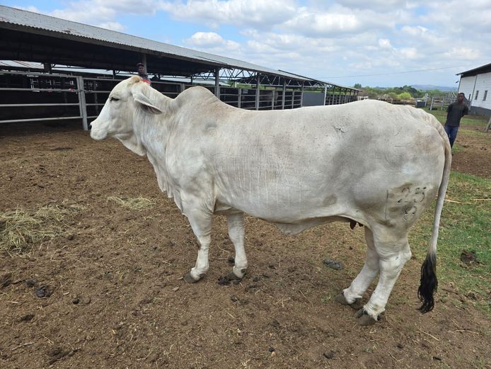 R1018125 | R10 BRAHMANS