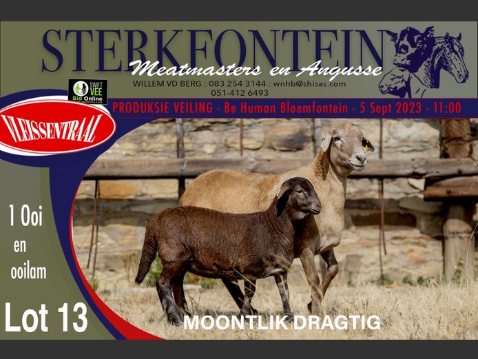 Ewes | Sterkfontein Meatmasters