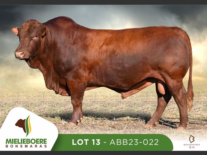ABB 230022 | ALLEM BROTHERS (PTY) LTD