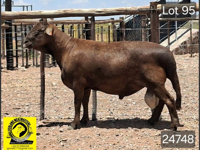 24748 | VERLAND MEATMASTERS