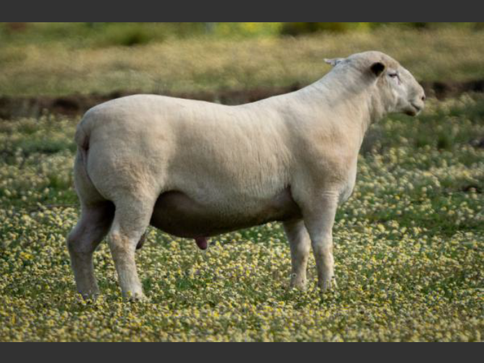 DZ 230194 | 2 STEYNS BOERDERY