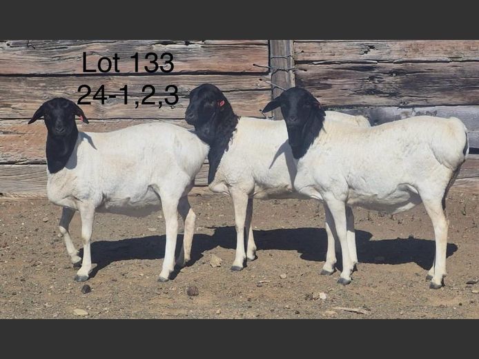 24-003 | DIRK LOTTER