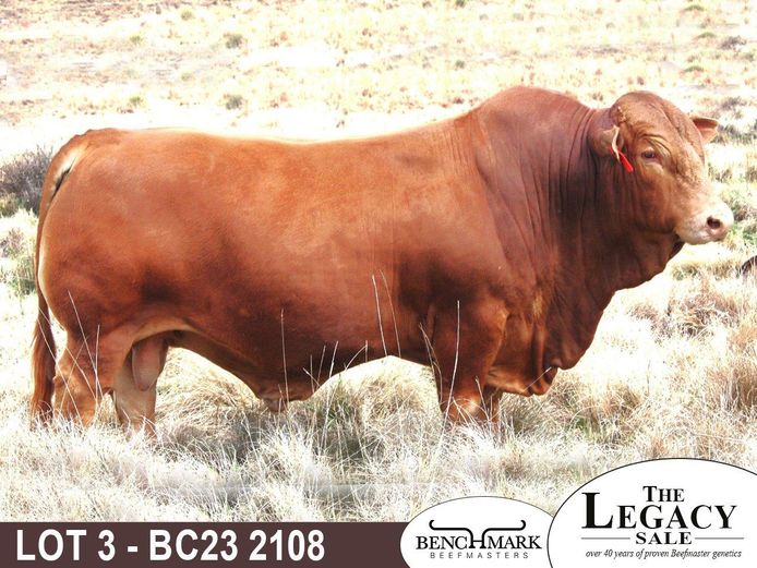 BC232108 | NO 8 CATTLE CO (PTY) LTD