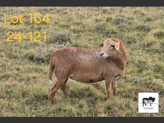 24-121 | CX LIVESTOCK