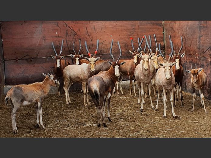 Blesbok | Helicon 