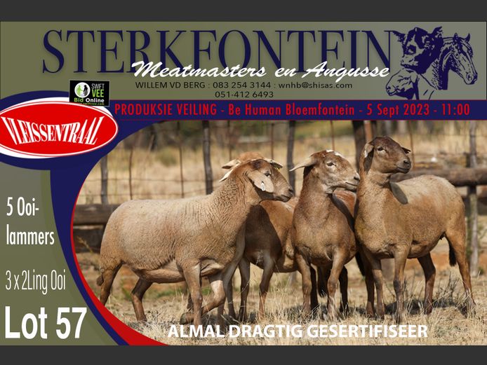 Ewes | Sterkfontein Meatmasters