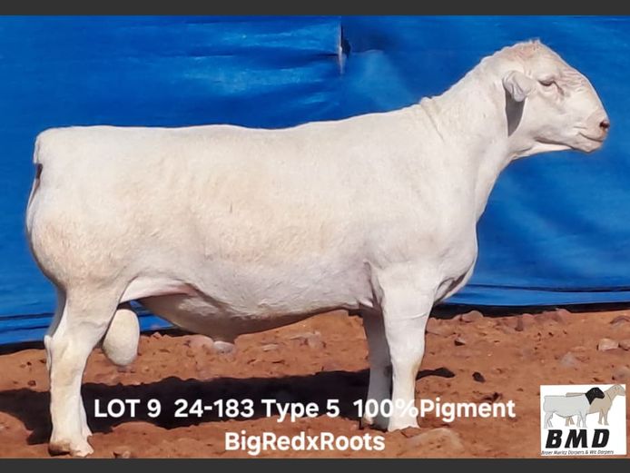 24-183 | BROER MARITZ DORPERS