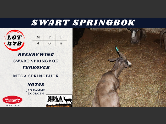 Swart SPRINGBOK