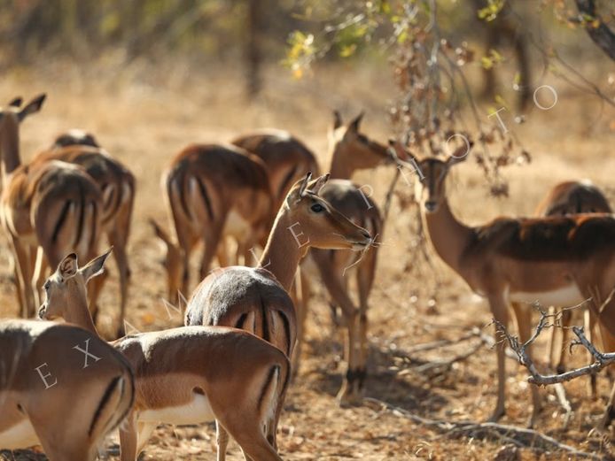 IMPALA FAMILY GROUP | INYATHI