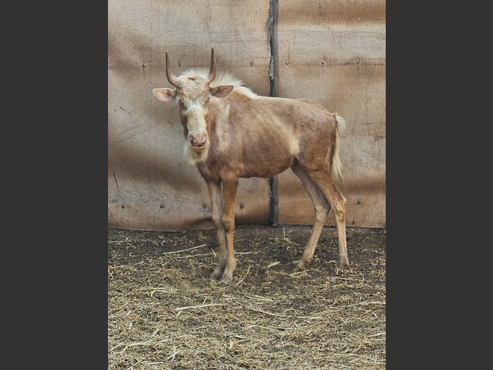 GOLDEN KING | 3-SOUTH BDY