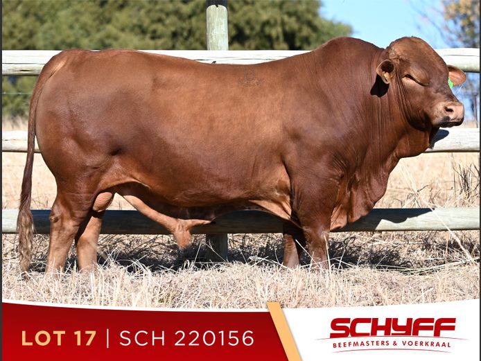 SCH 220156