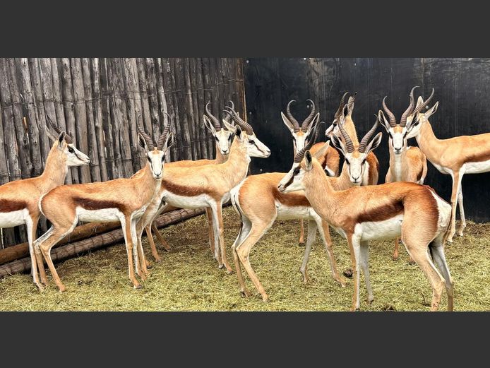 Kalahari Springbok Jagramme